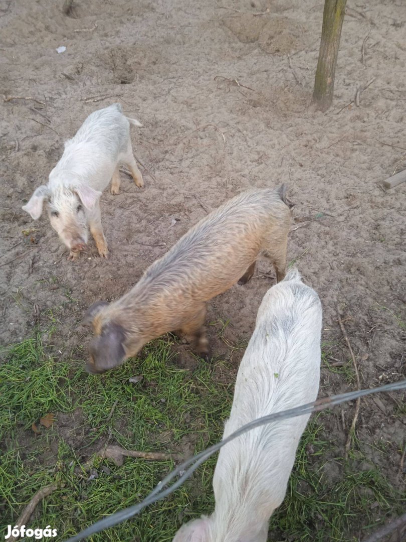 Durok fehér süldő malacok eladóak!