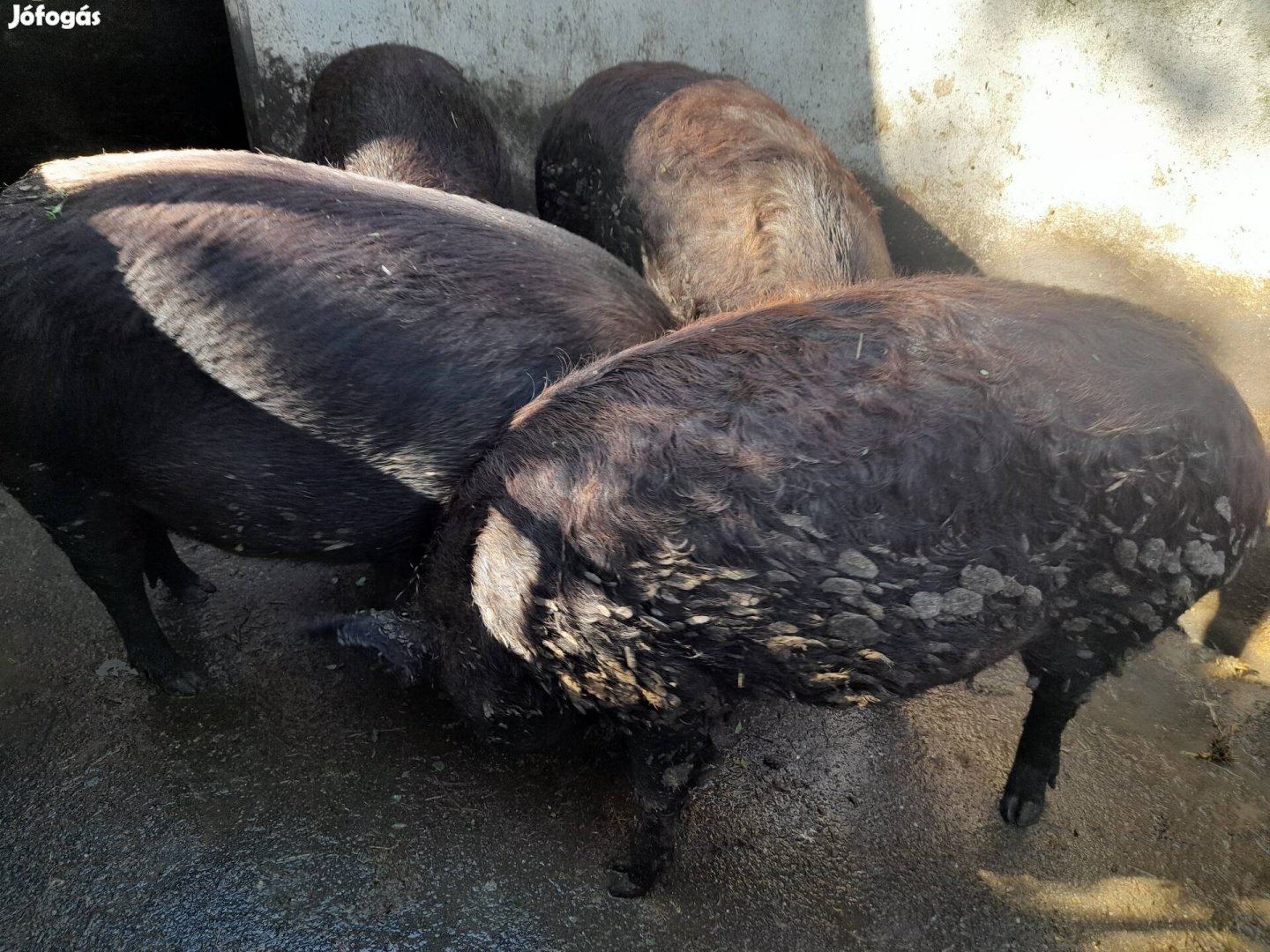 Durok mangalica hízók eladók