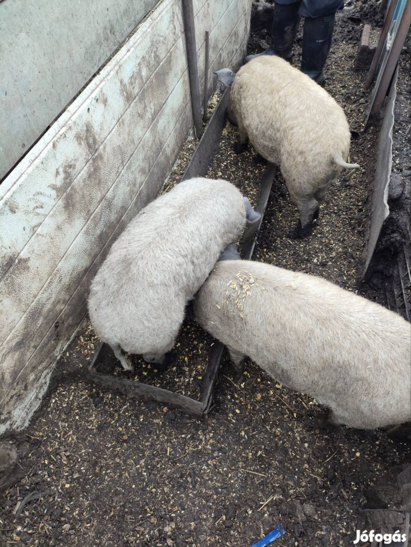 Durok mangalica süldők eladók