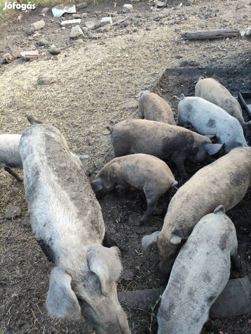 Durok mangalica süldök eladók