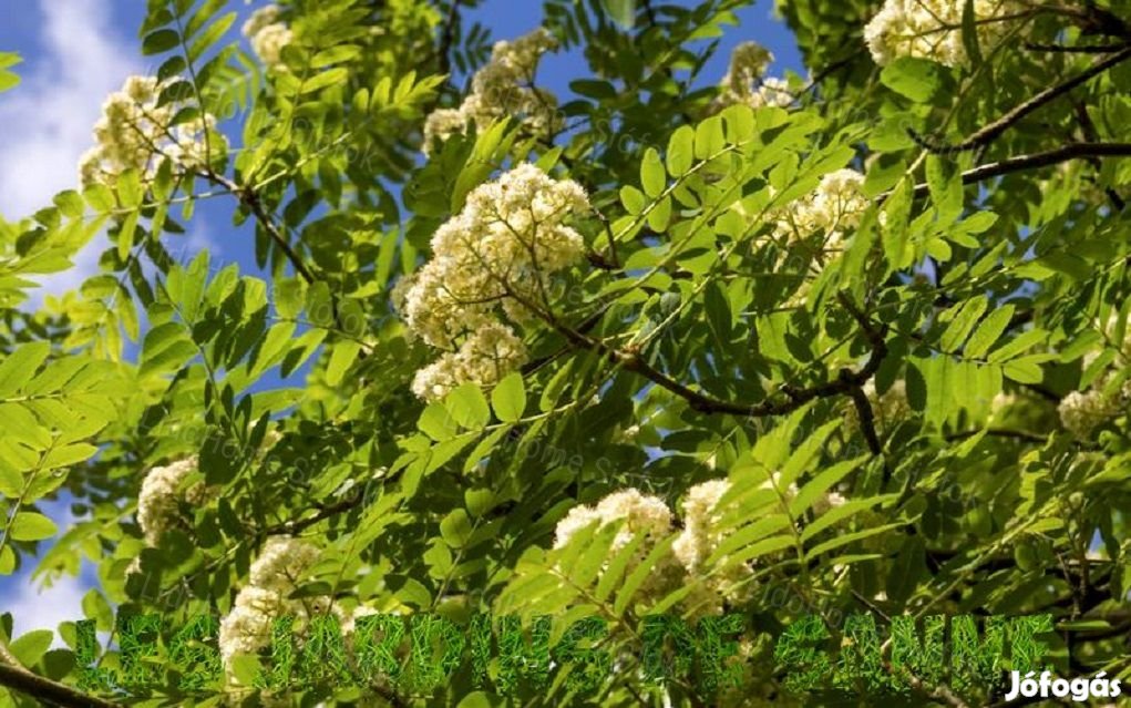 ELADÓ ERDŐ TOLNA MEGYÉBEN!