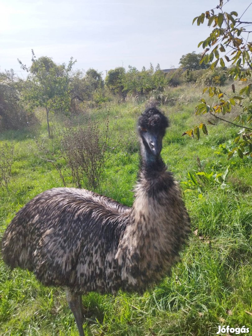 EMU tovább tartásra vagy levágásra