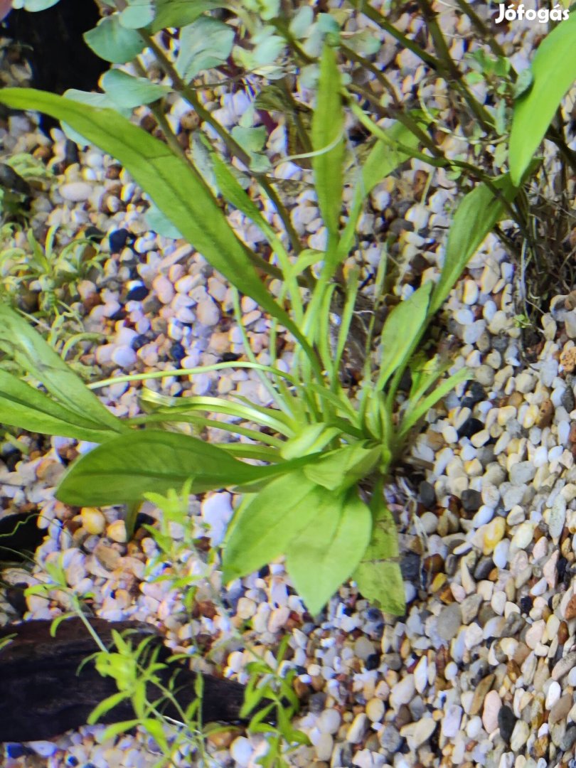 Echinodorus Magdaliensis akváriumi növény, vízinövény