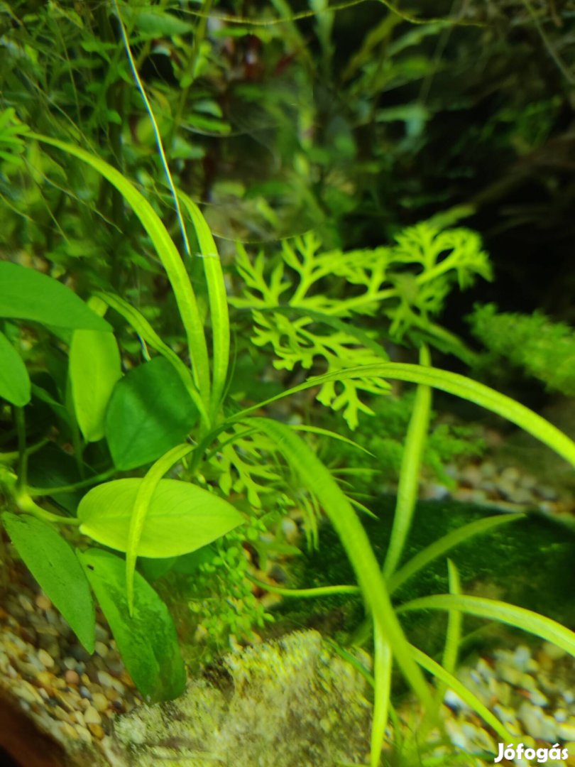 Echinodorus tenellus akváriumi növény, vízinövény