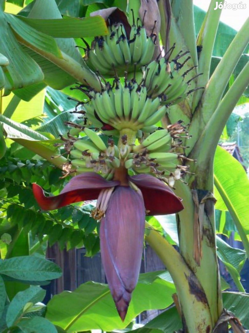 Édes kerti banán (Musa balbisiana) tövek eladók
