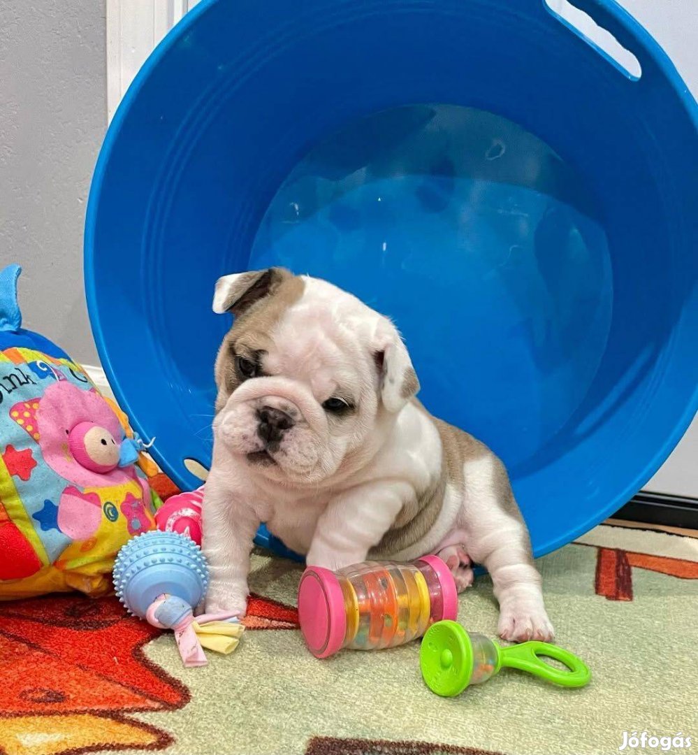 Egészséges bulldog kölykök kaphatók