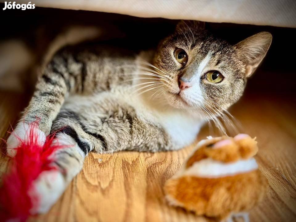 Egy igazi álomcica vár rád, hogy örökbefogadd ingyen