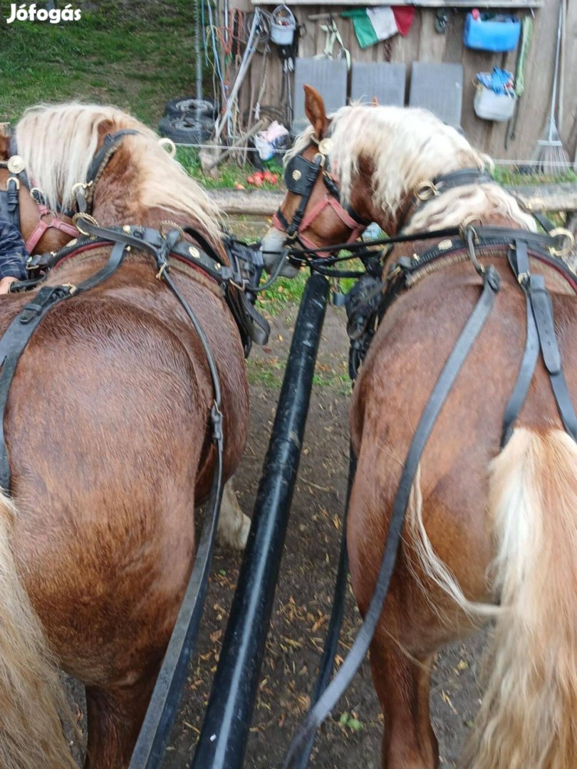 Egy pár használt csipkés jó állapotú lószerszám eladó!