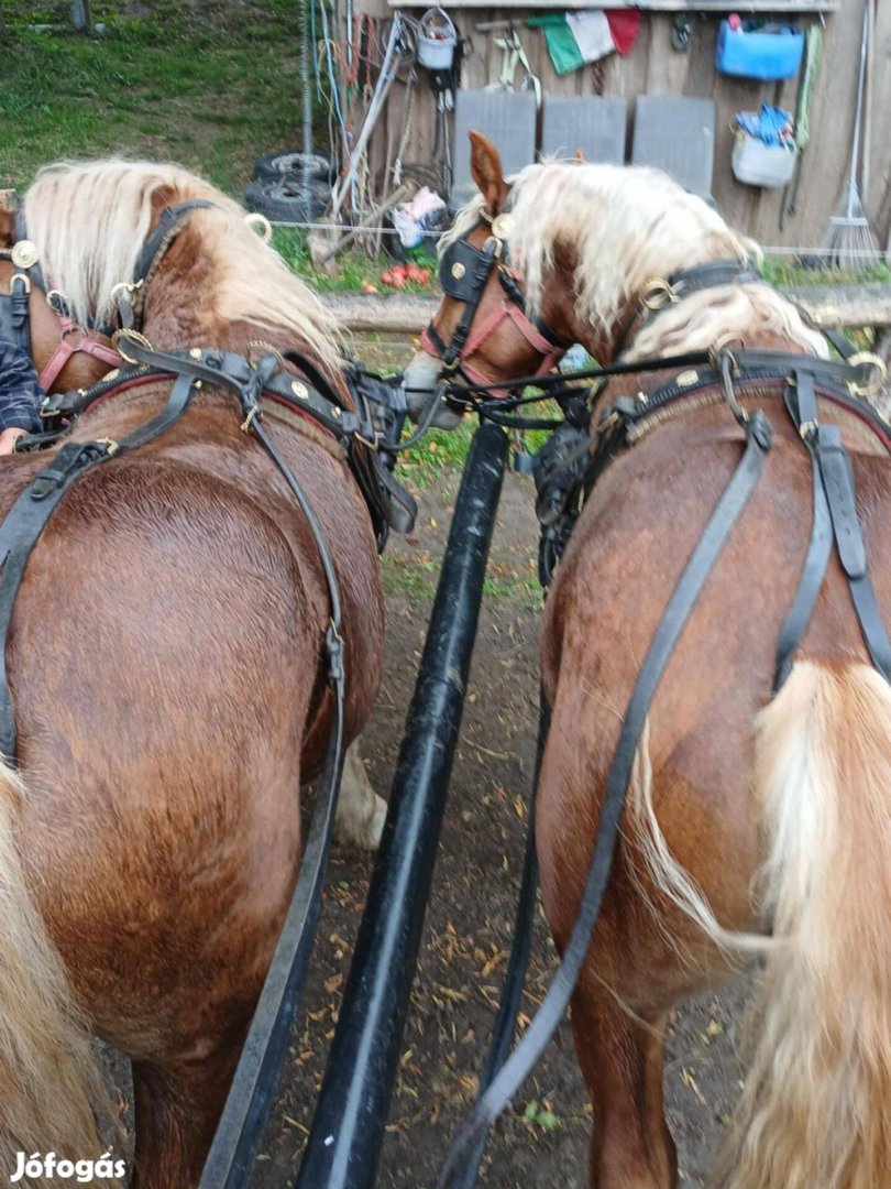 Egy pár használt csipkés jó állapotú lószerszám eladó!