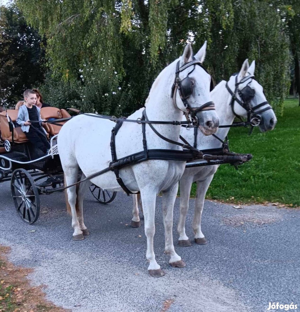 Egy pár szürke kanca ló