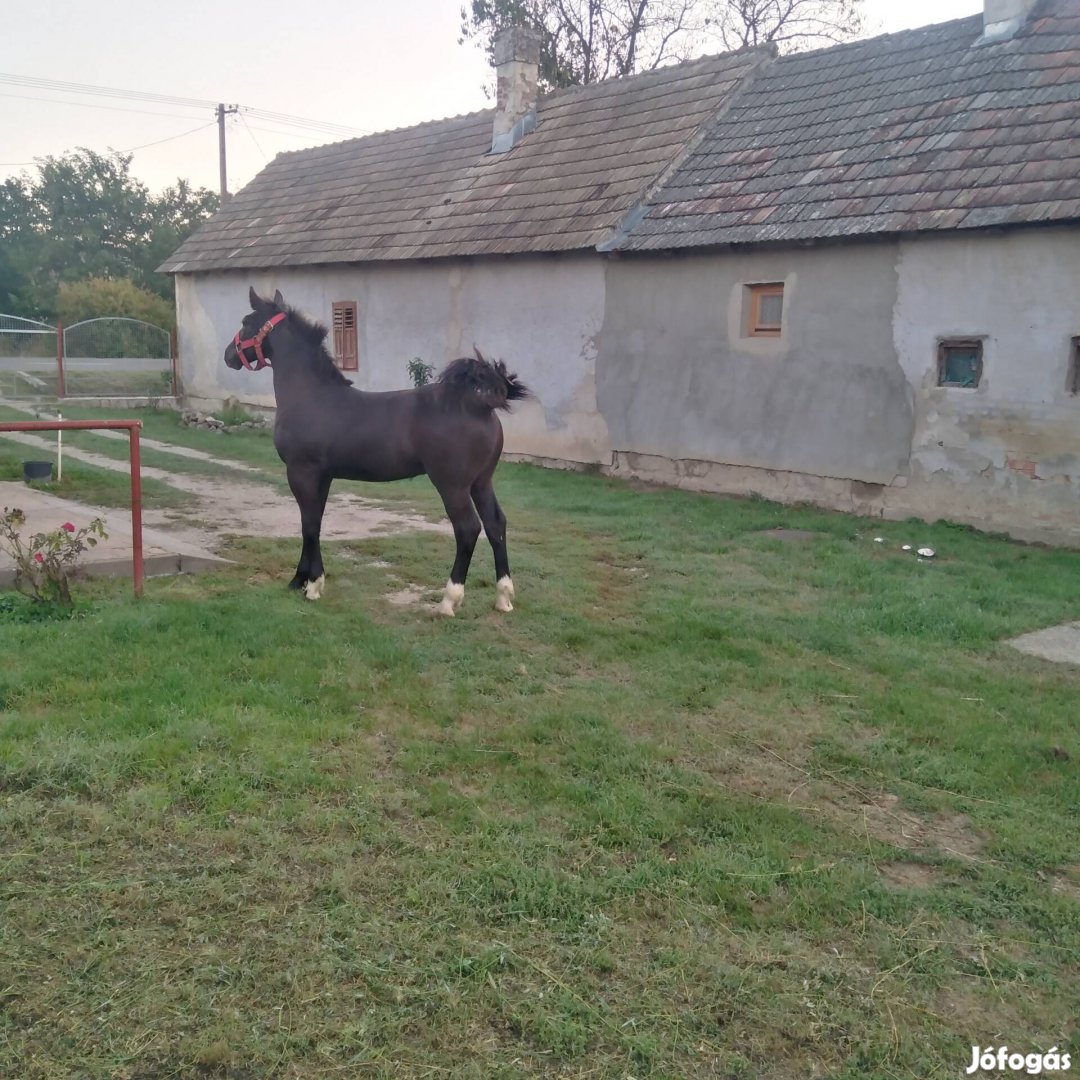 Egyedi fekete csikó 