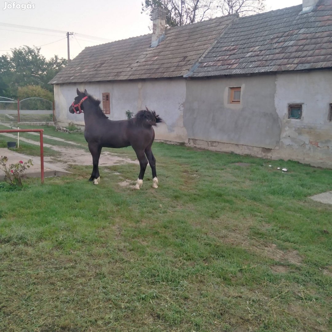 Egyedi fekete mén csikó 