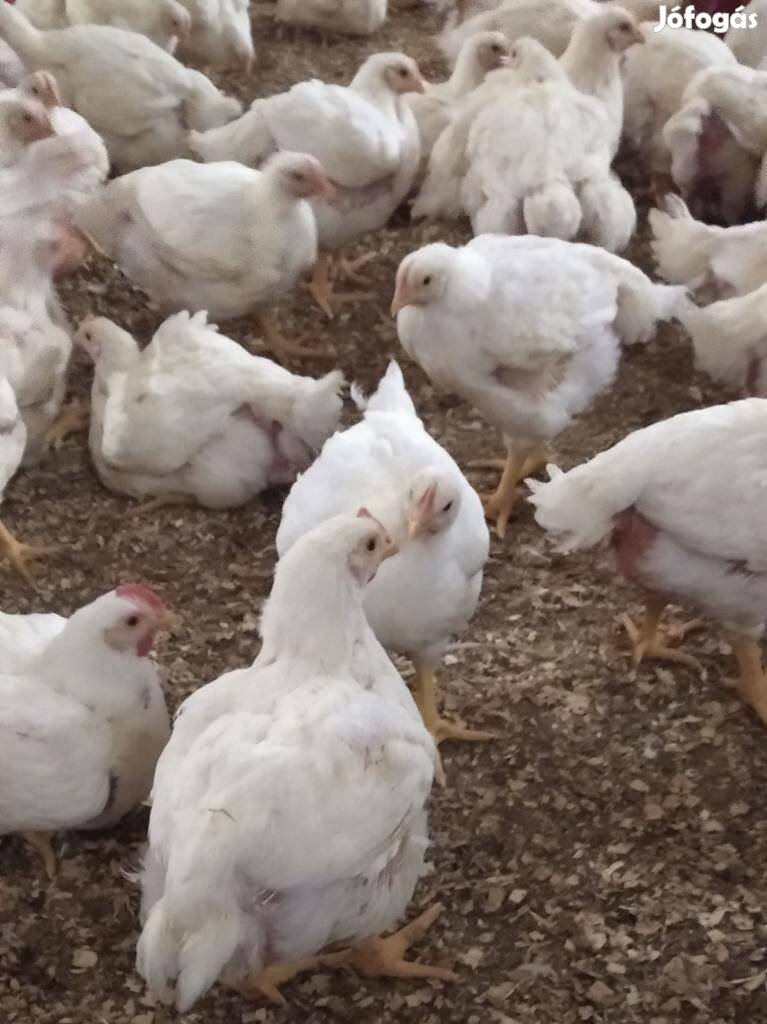 Egyedi háztáji jellegű kukoricás pucolt csirke eladó