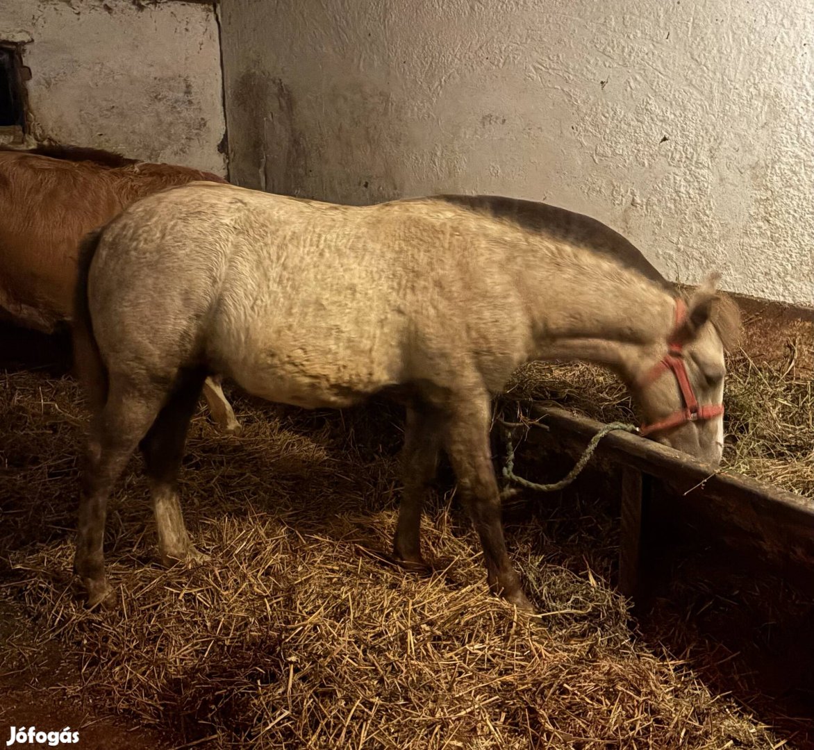 Egyedi megjelenésű poni  