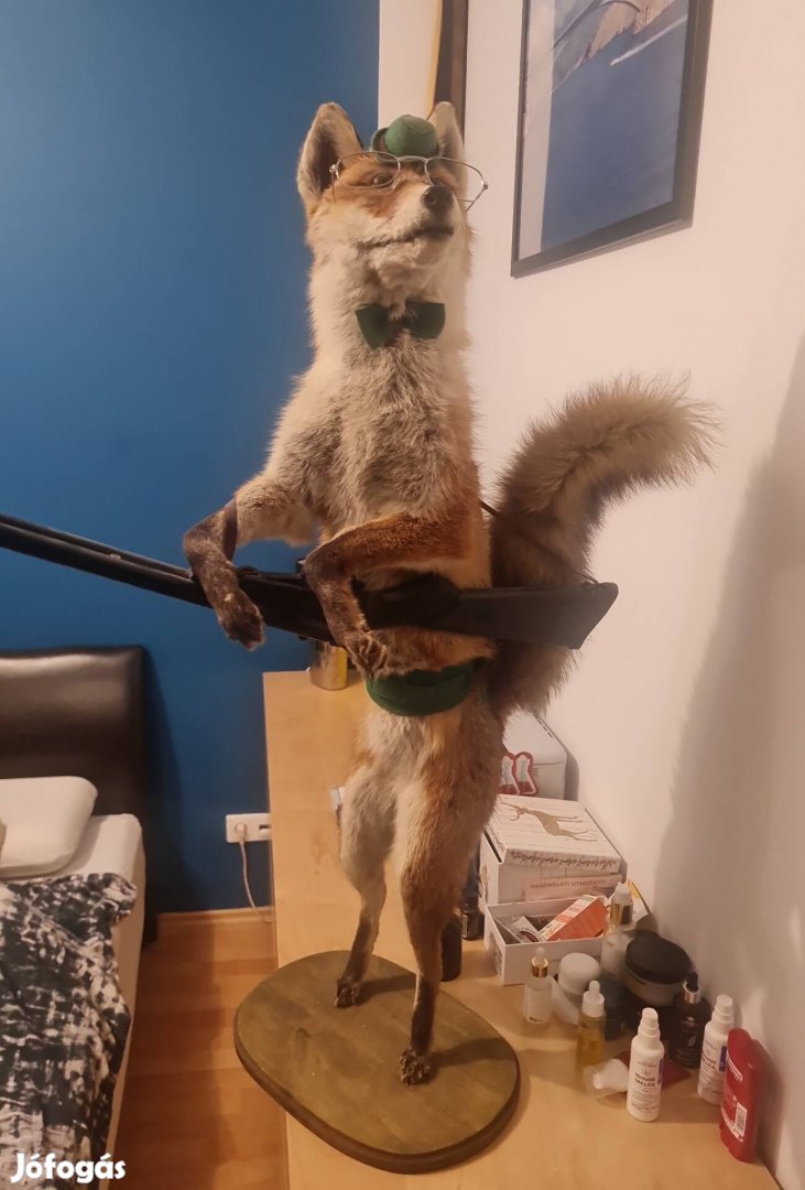 Egyedi preparált vörös róka puskával különleges dekoráció