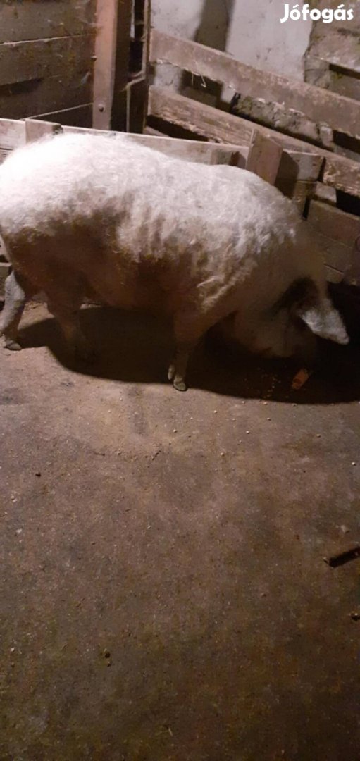 Egyszer fialt mangalica koca