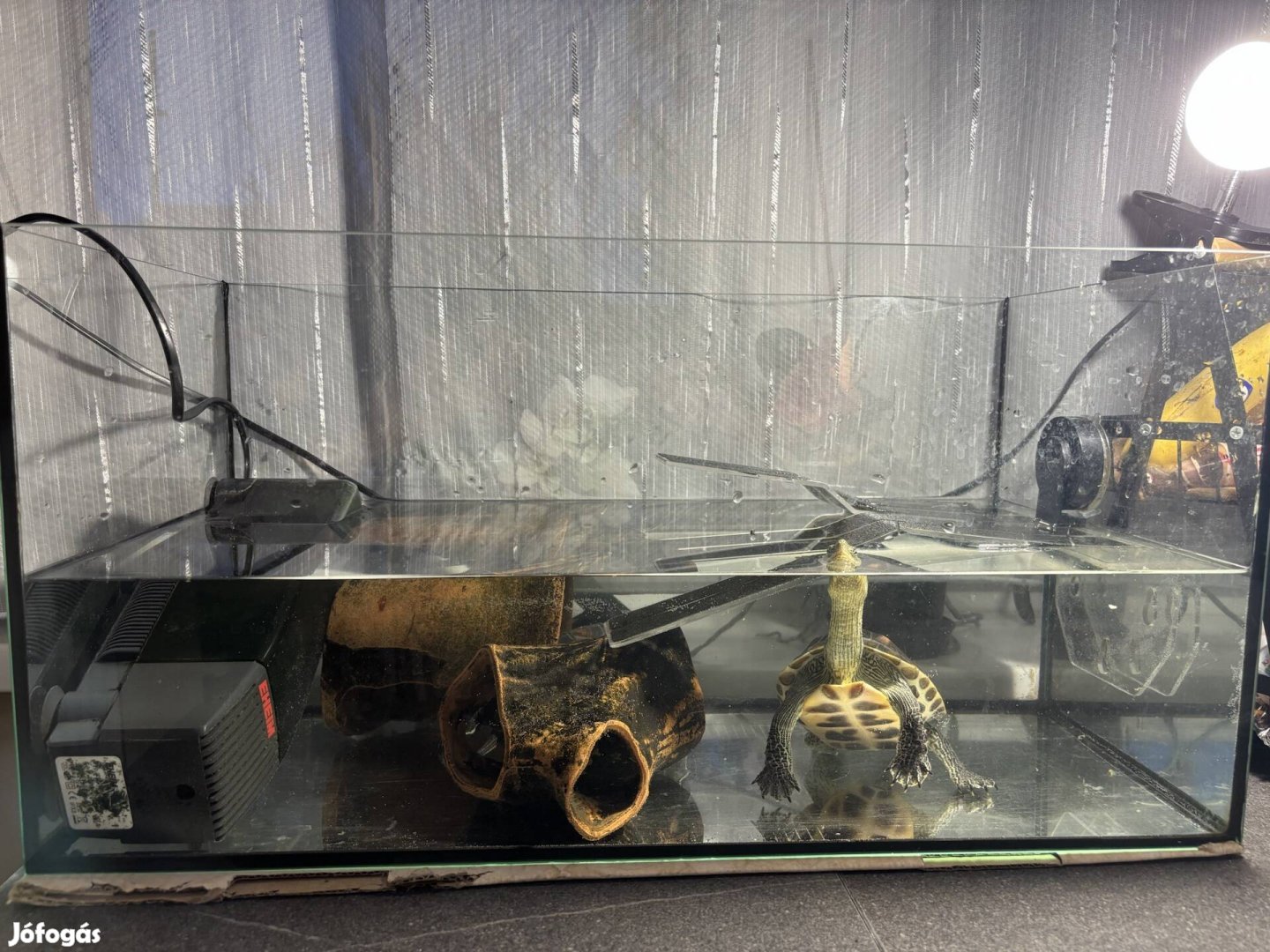 Ékszerteknős 2 hím akváriummal, felszereléssel