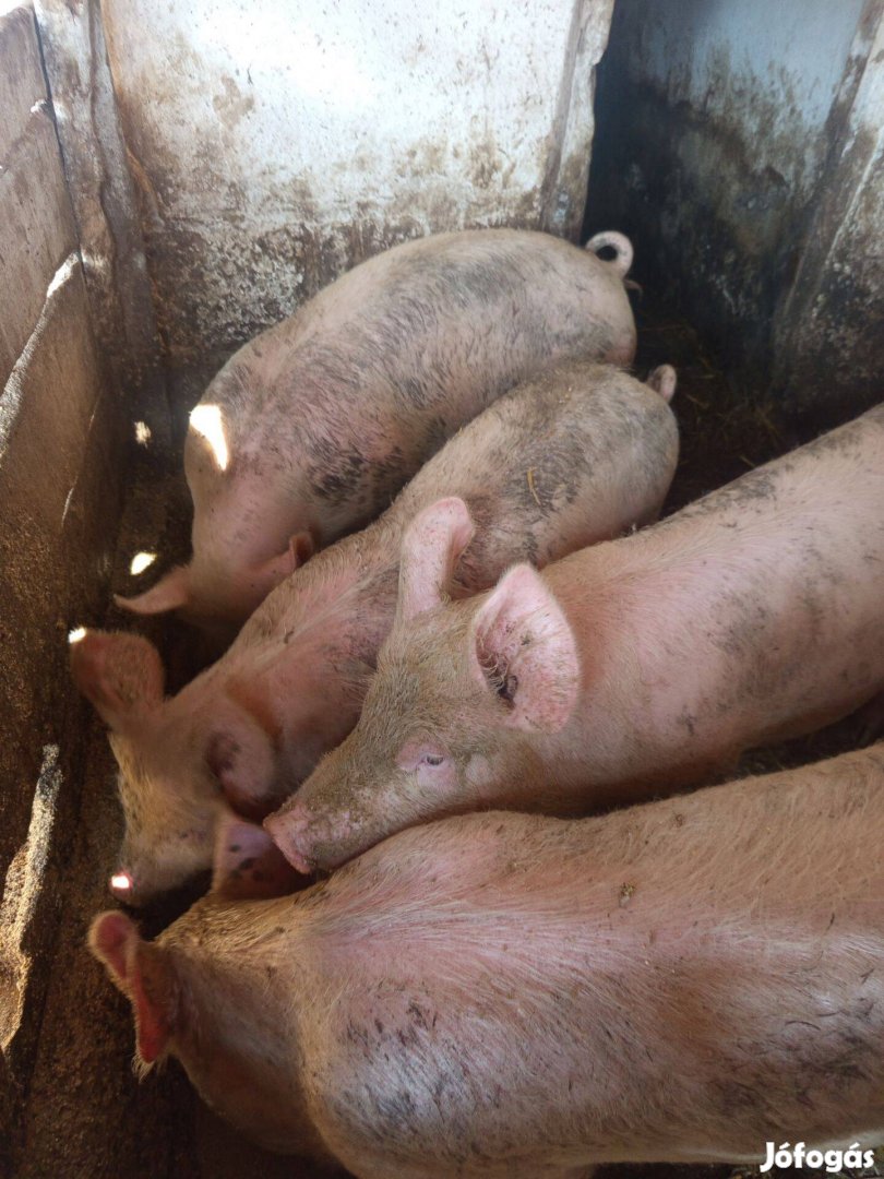 Eladó 100-120 kg-os hízók