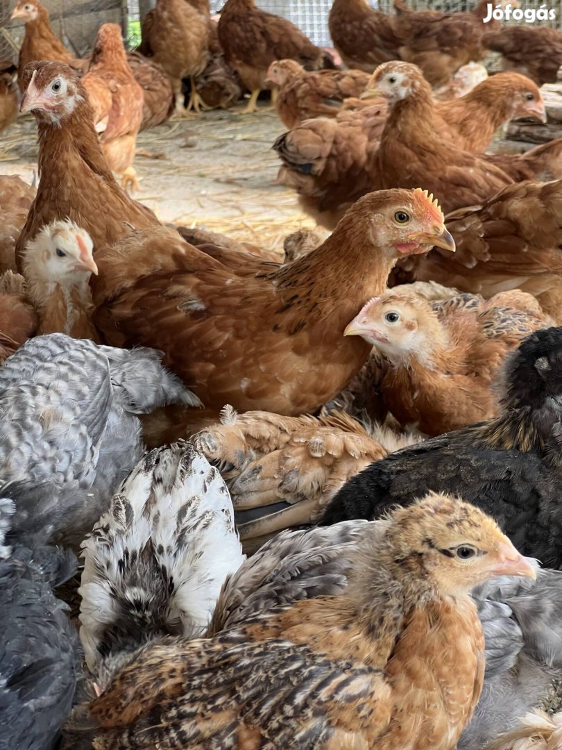Eladó 10 hetes előnevelt paraszt csirkék