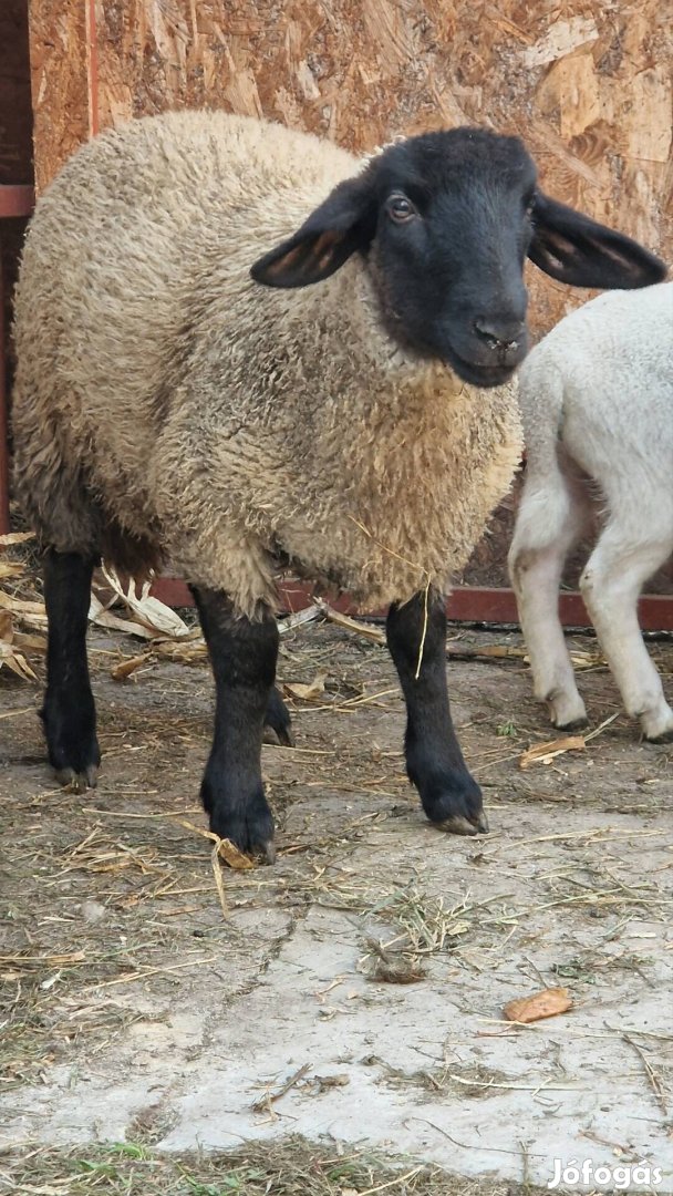 Eladó 10 hónapos angol suffolk jerke