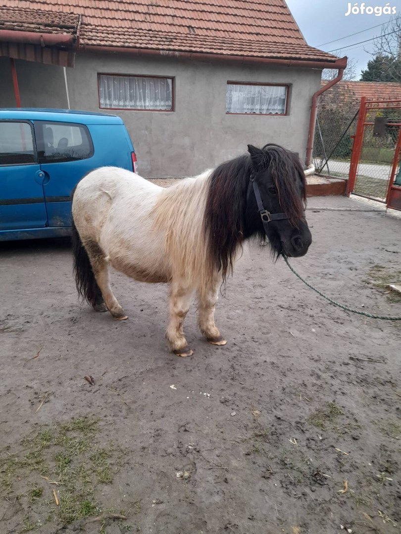 Eladó 10 hónapos hasas kanca póni. 