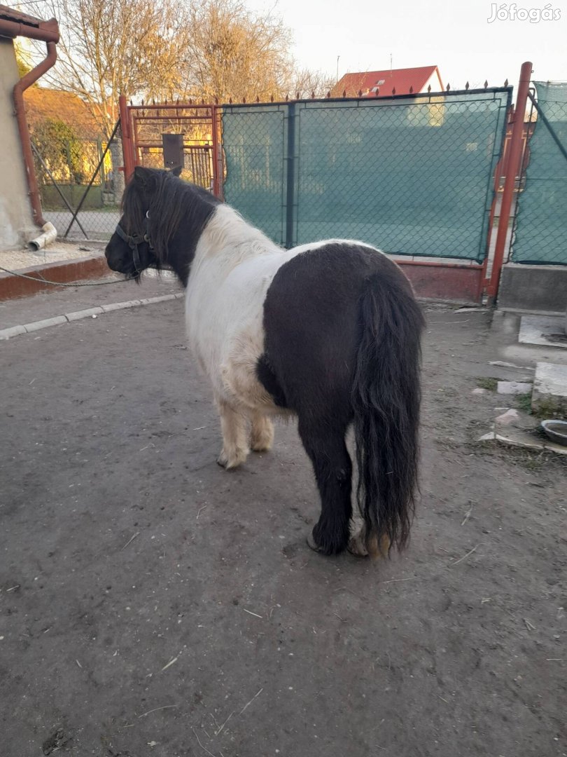 Eladó 10 hónapos hasas kanca póni. 