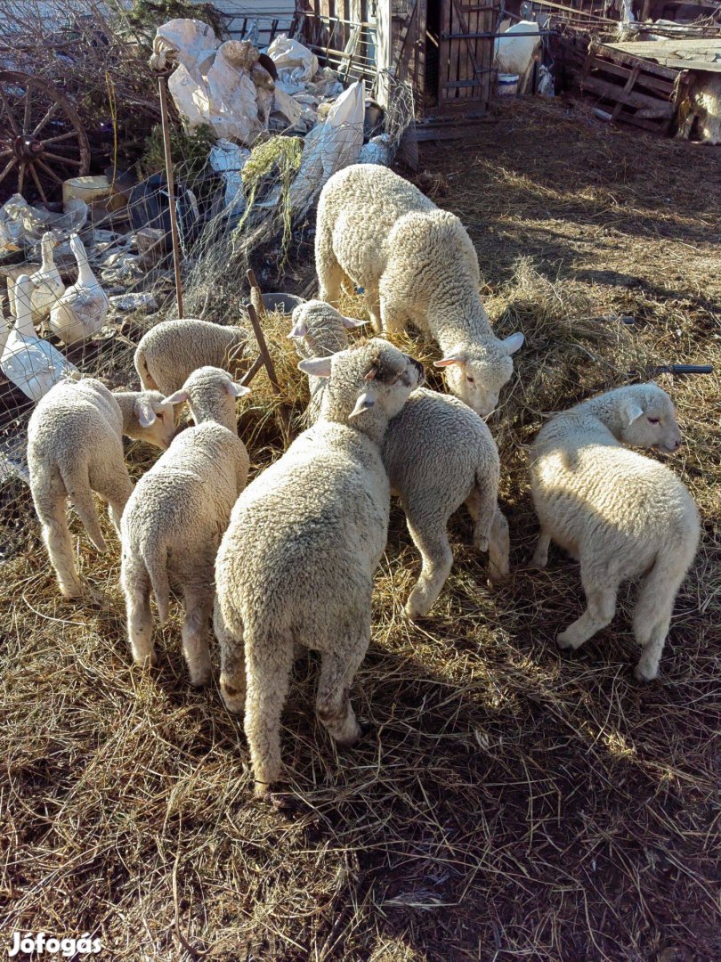 Eladó 10db bárány iregszemcse