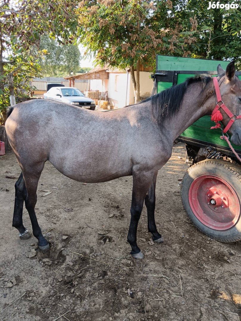 Eladó 11 hónapos lipicai kanca csikó .Szelíd,jámbor.