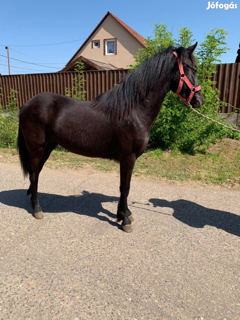 Eladó 130cm kanca csikó