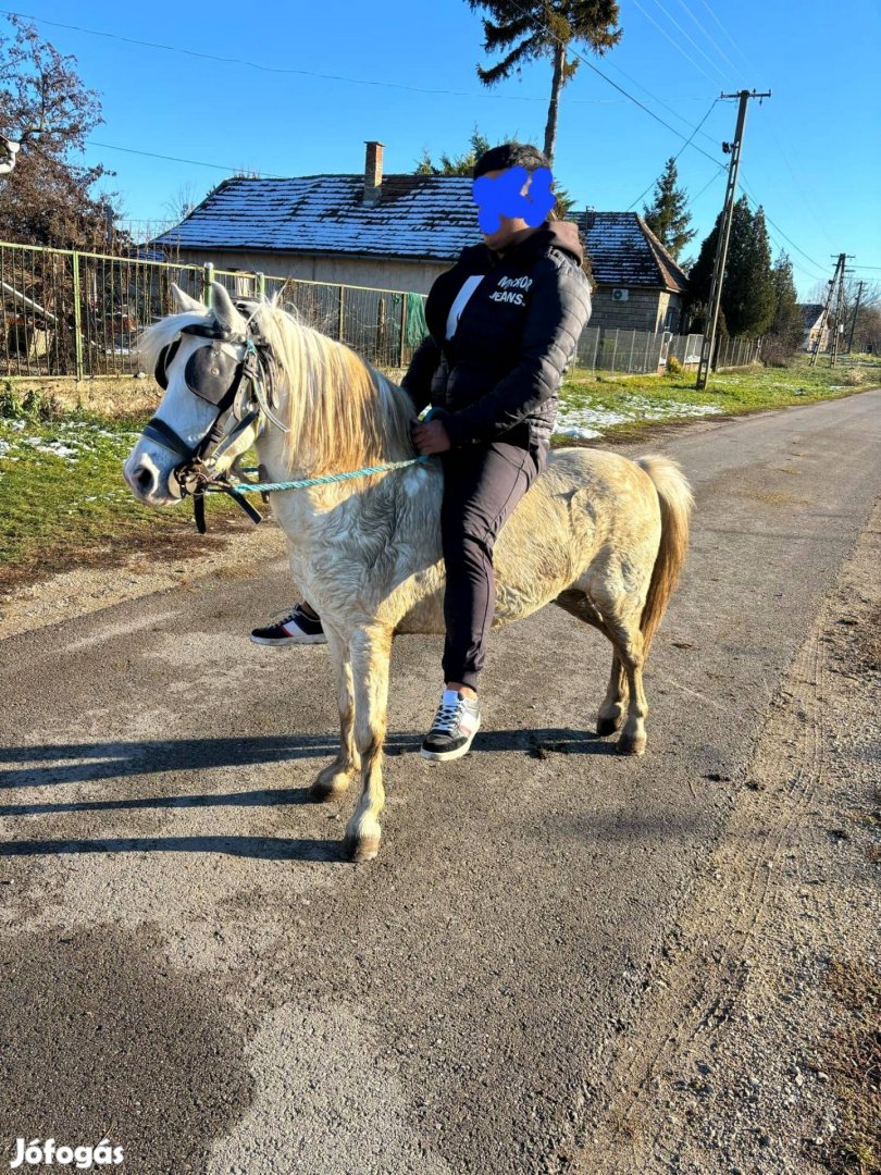 Elado 133cm hobii gyerek barát poni