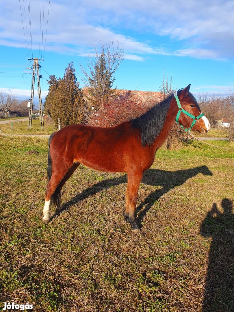 Elado 145 cm  3 éves hobbi kanca 