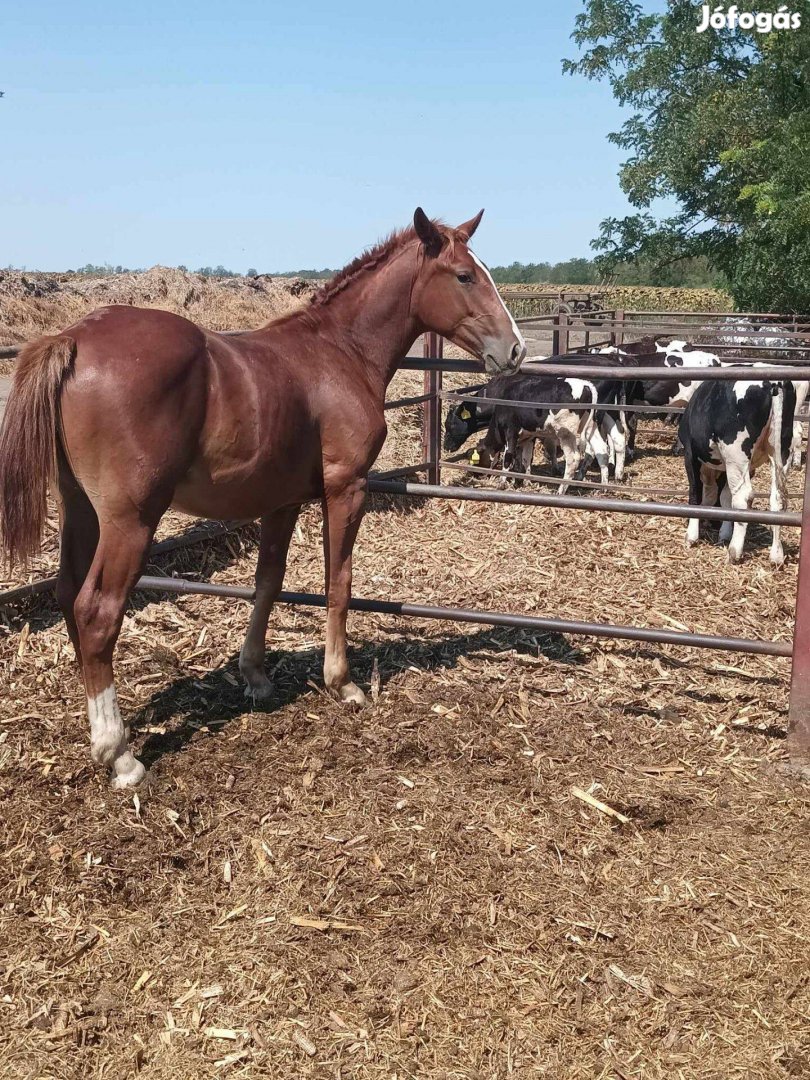 Eladó 15 hónapos sodrott csődör csikó!