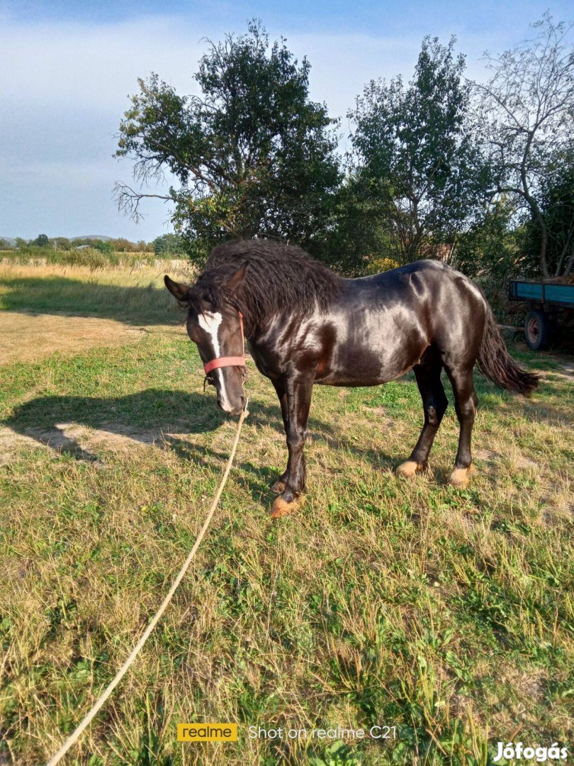 Eladó 16 hónapos csikó