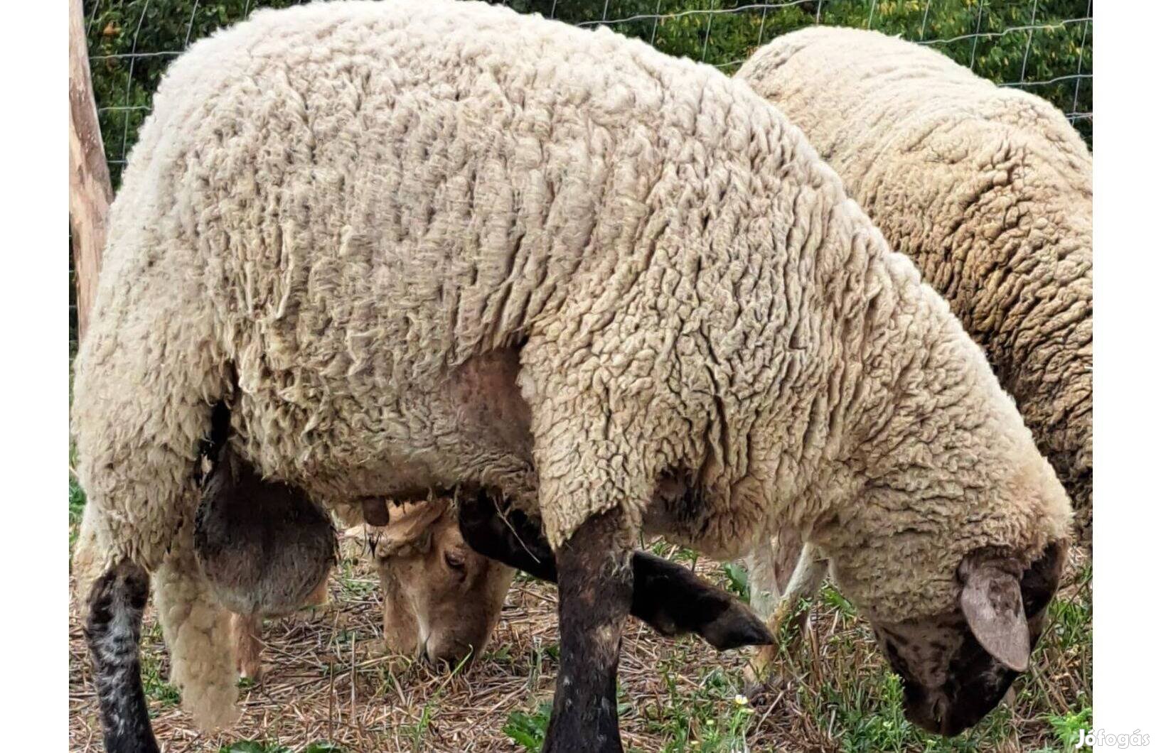 Eladó 1,5 éves nagy testű merino-cigája kos