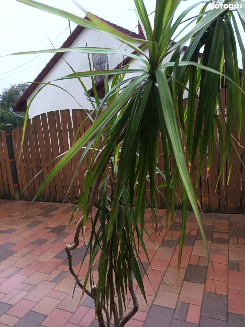 Eladó 1 darab 220 cm magas Dracaena pálma.