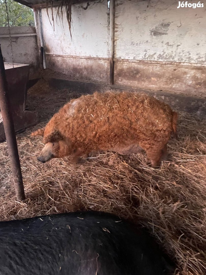 Eladó 1 db mangalica ártány