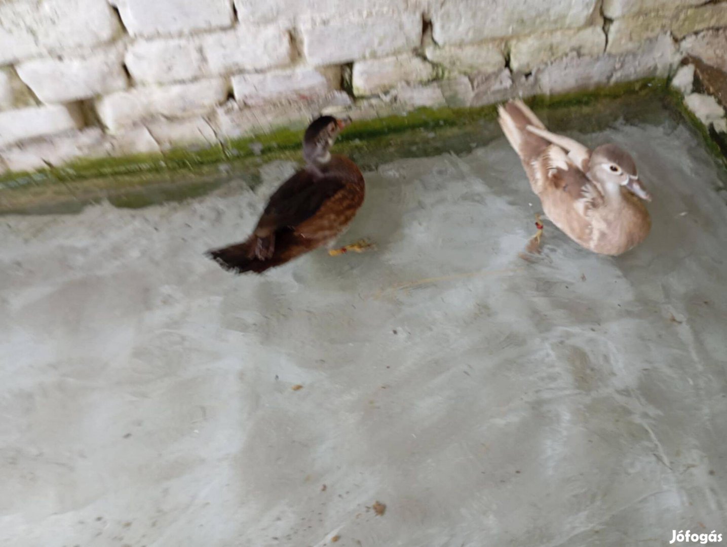 Eladó 1 éves karolinpár