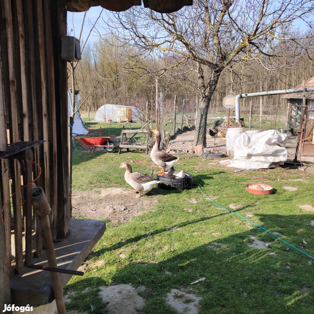 Eladó 1 éves liba pár