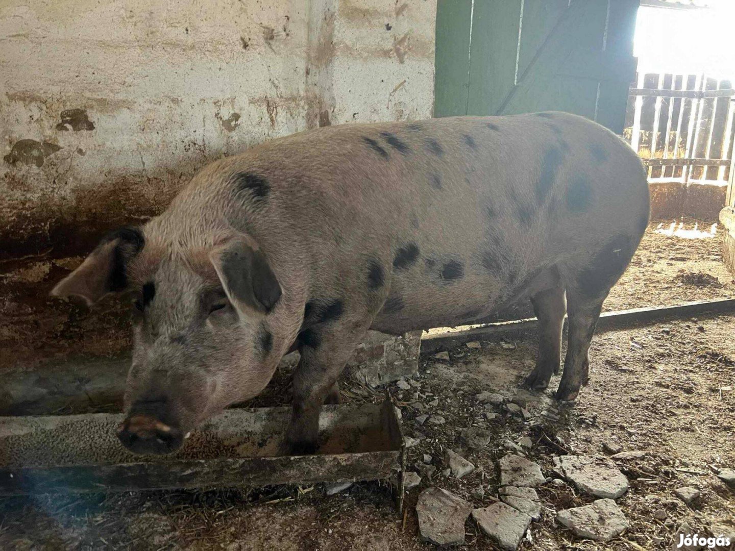 Eladó 1 hónapos előhasi anyadisznó