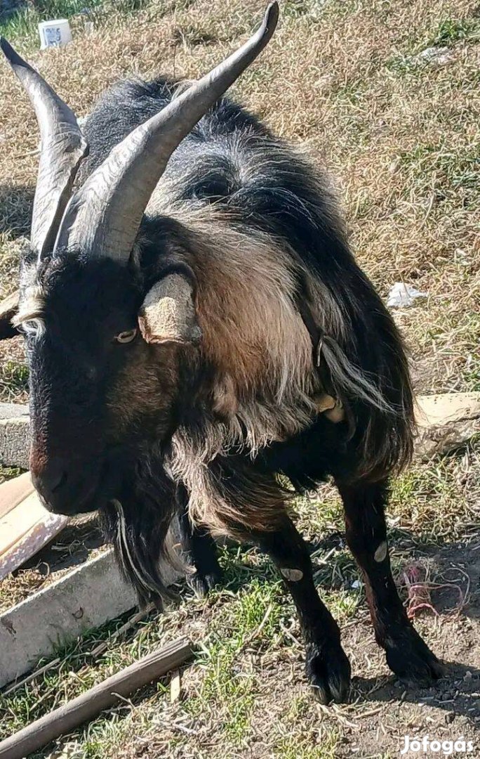 Elado 1db. Bak kecske, 1 db Gyimesi birka