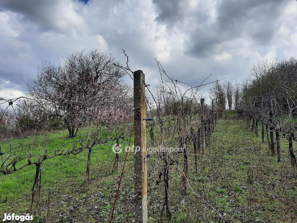 Eladó 2025 nm-es mezőgazdasági ingatlan Nagyberény