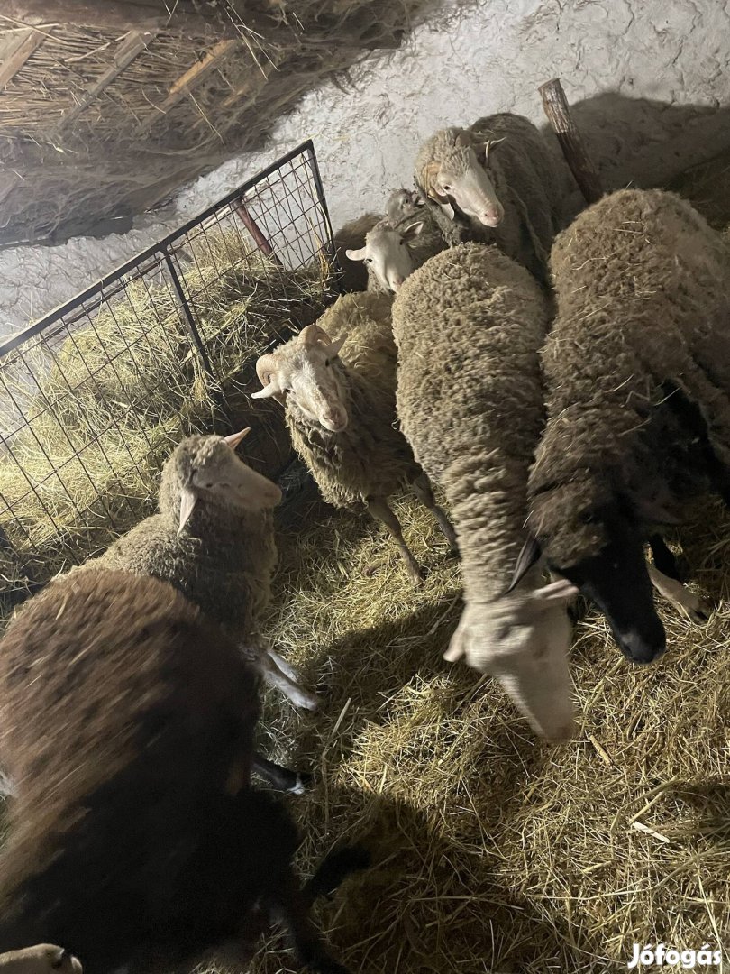 Eladó 20db vemhes fiatal anya juh birka