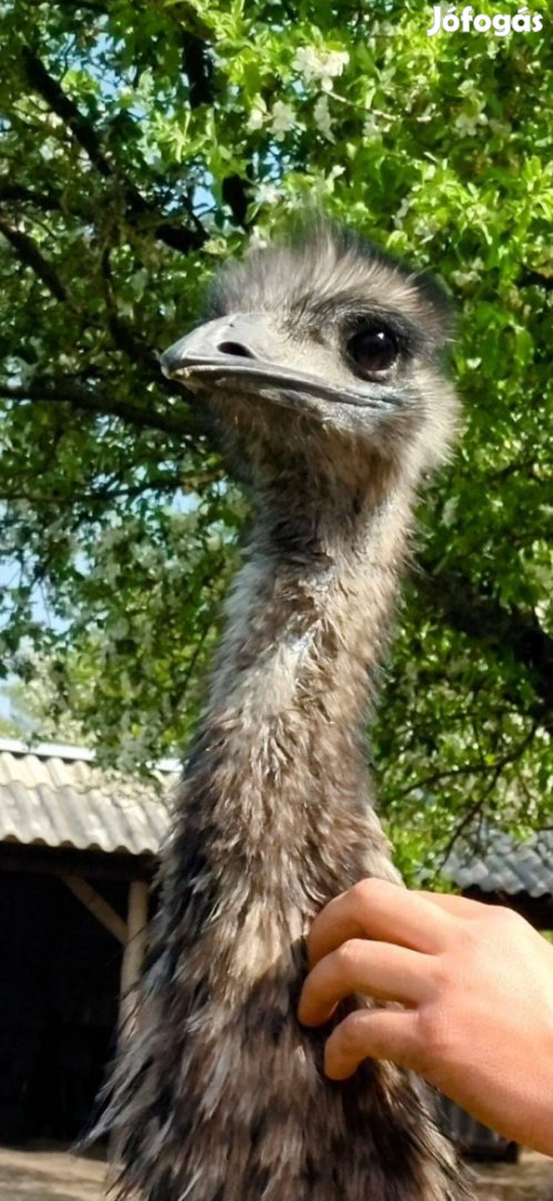 Eladó 25 db emu