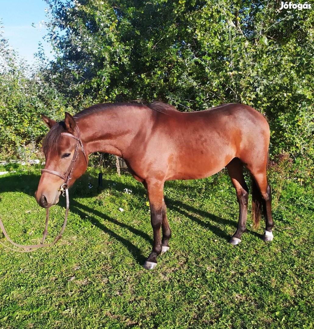 Eladó 2.5 éves welsh lovagló póni herélt 142 cm növésben