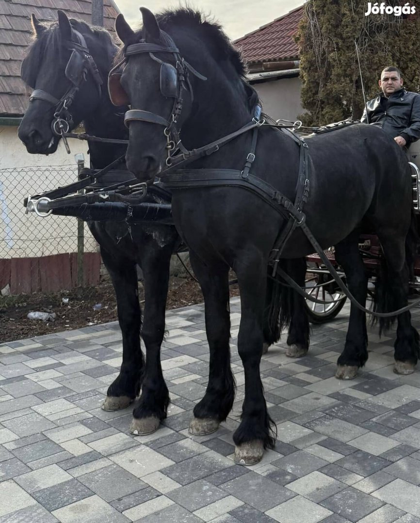 Eladö 2 Db Friz csödör 