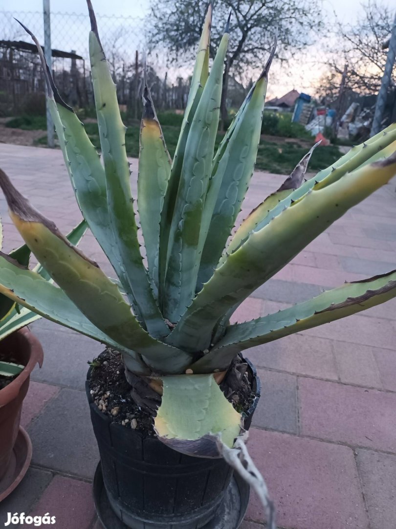 Eladó 2 darab Agave kaktusz