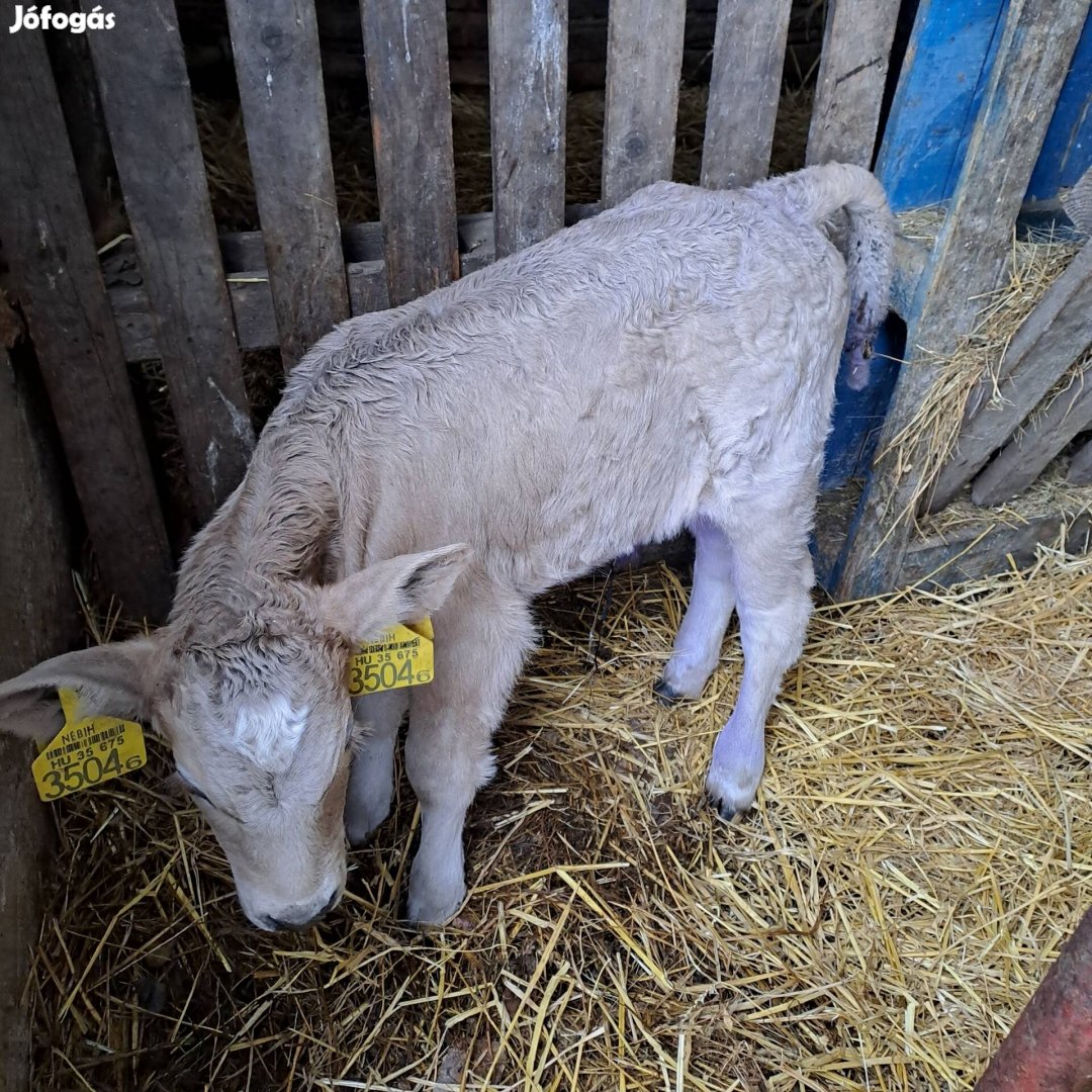 Eladó 2 db charolais borjú.