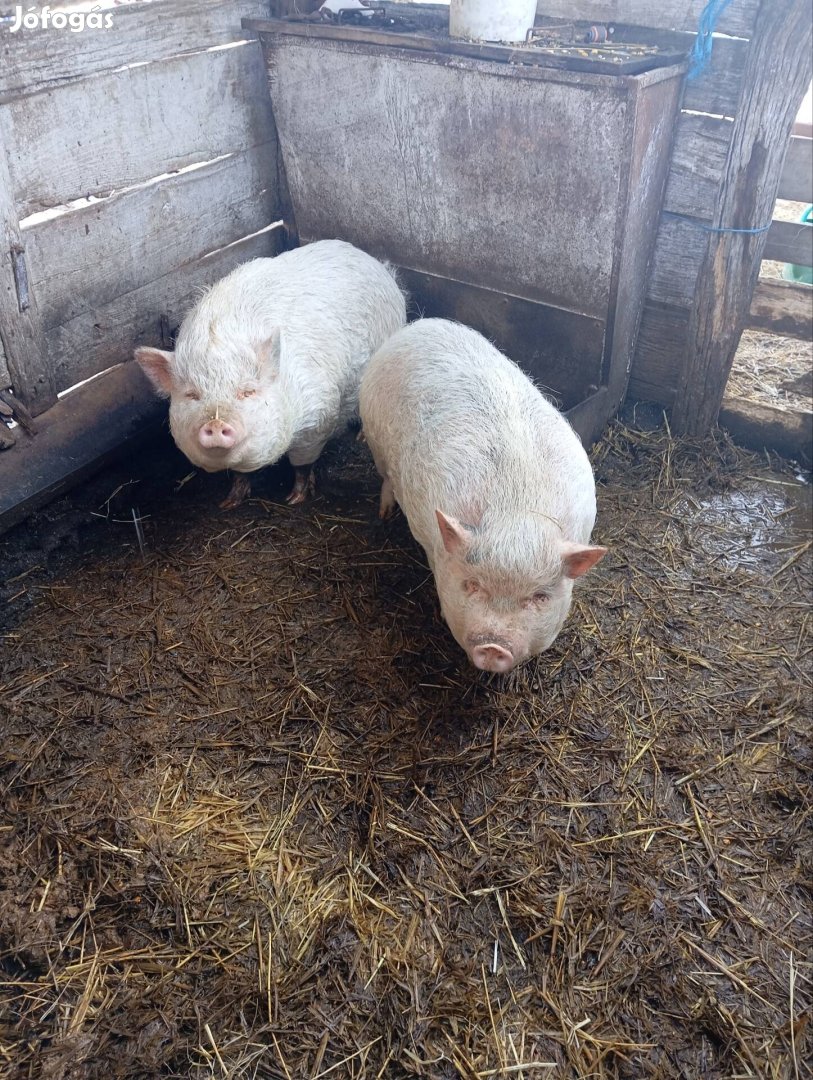 Eladó 2 db emse csüngö 1,5 évesek múltak