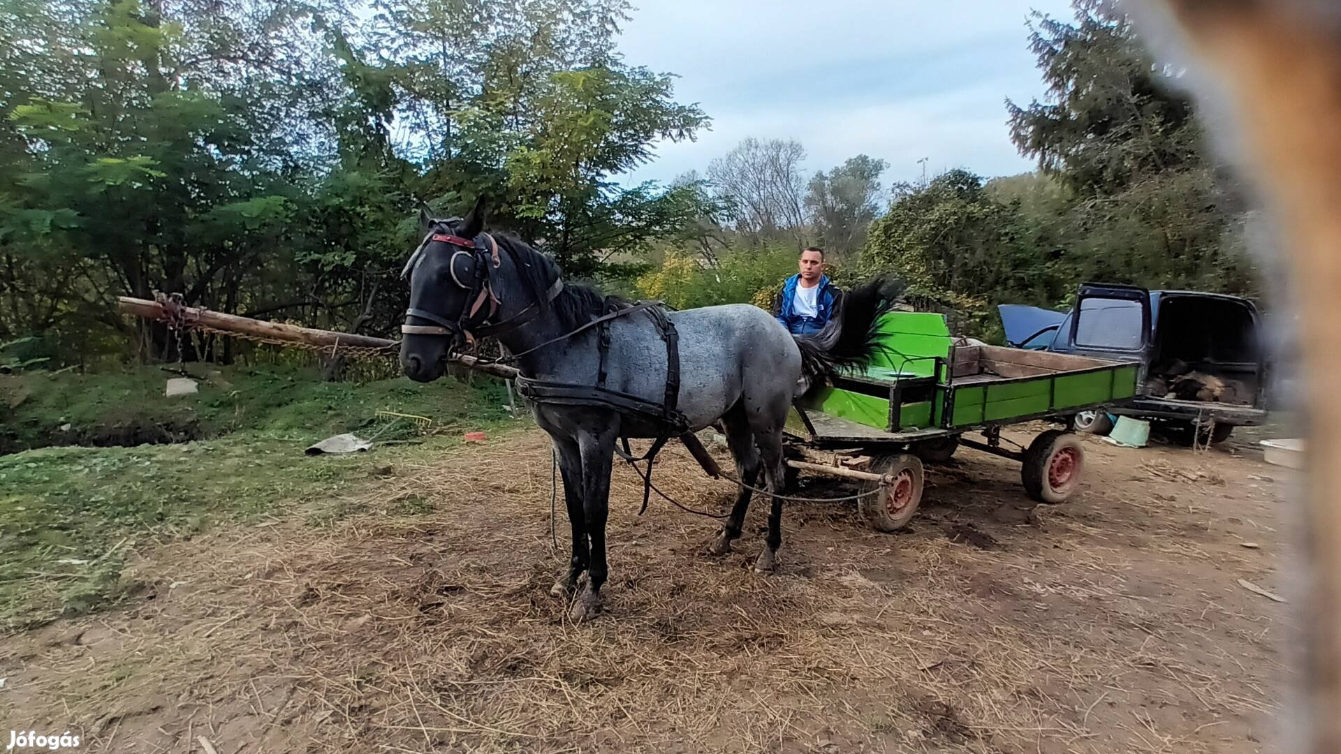 Eladó 2 db jo kocsis ló és egy szopos csikó! 