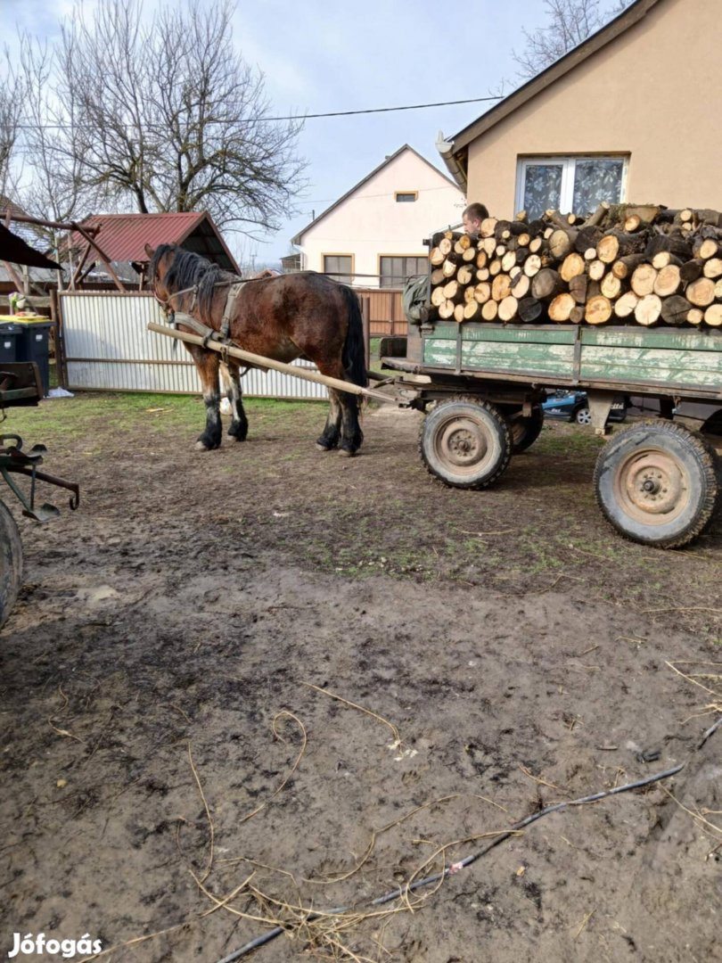 Eladó 2 éves csikó